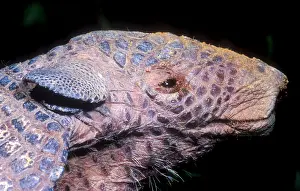 Tail Prints: Southern Naked-tail Armadillo