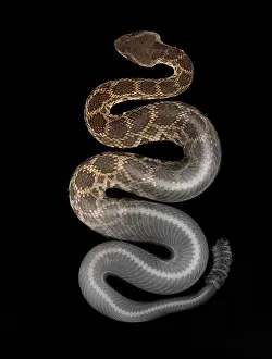 Serpent Prints: Southern Pacific Rattlesnake, X-Ray