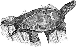 Painted Prints: Southern Painted Turtle