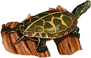 Painted Prints: Southern Painted Turtle