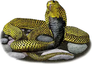 Cobras Prints: Southern Philippine Cobra