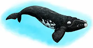 Rights Prints: Southern right whale