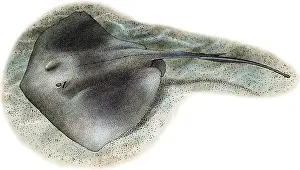 Sting Prints: Southern Stringray