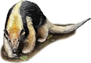 Anteater Prints: Southern Tamandua