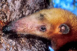 2005 Prints: Southern Tamandua