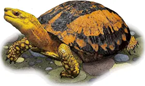 Images Dated 12th March 2017: Southern Vietnamese Box Turtle