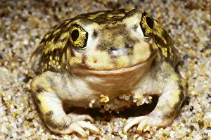May Prints: Spadefoot Toad