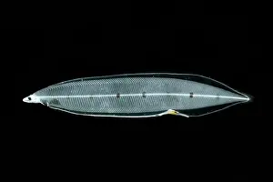 Form Prints: Spaghetti Eel (Moringua edwardsi)