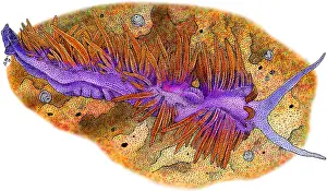 Spanish Prints: Spanish Shawl Nudibranch