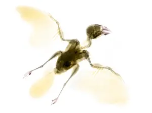 Diagnosis Prints: Sparrow X-ray