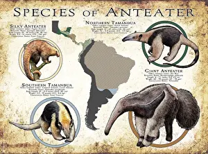 Anteater Prints: Species of Anteater