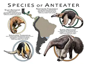 Anteater Prints: Species of Anteater