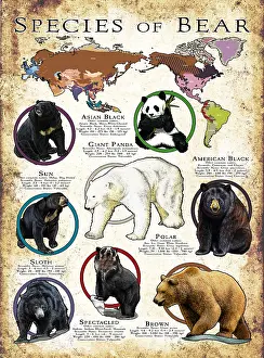 Maps Prints: Species of Bear