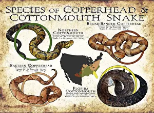 Maps Prints: Species of Copperhead & Cottonmouth