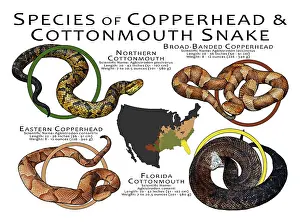 Maps Prints: Species of Copperhead & Cottonmouth