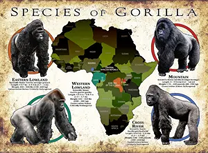 Cross Prints: Species of Gorilla