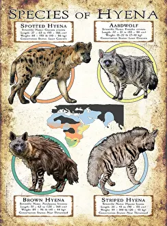 Prints: Species of Hyena