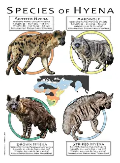 Prints: Species of Hyena