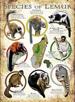 Maps Prints: Species of Lemur