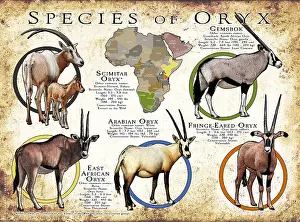 Arab Prints: Species of Oryx Antelopes, African and Arabian, Natural History Illustration