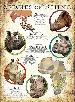 Maps Prints: Species of Rhinoceros
