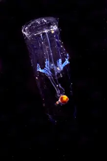 Salp