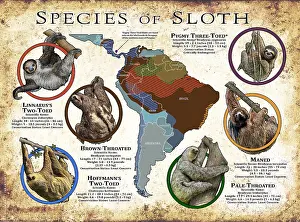 Trending: Species of Sloth