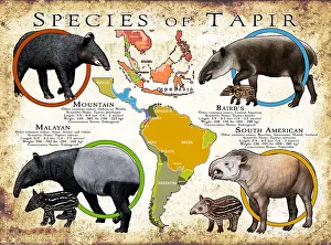 Malayan Prints: Species of Tapir