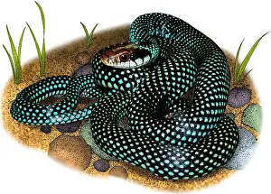 Serpent Prints: Speckled racer