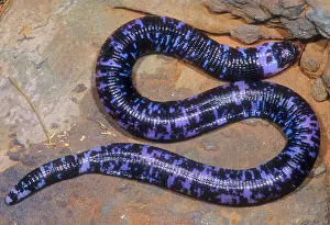 2005 Prints: Speckled Worm Lizard