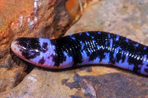 2005 Prints: Speckled Worm Lizard