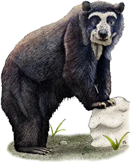 Bear Prints: Spectacled Bear