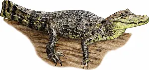 Crocodile Prints: Spectacled Caiman