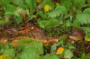 Reptiles Prints: Spectacled caiman