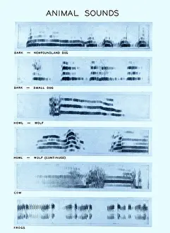 Cattle Prints: Spectrogram of Animal Sounds