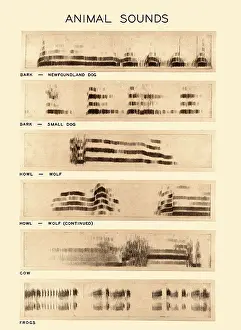 Cattle Prints: Spectrogram of Animal Sounds