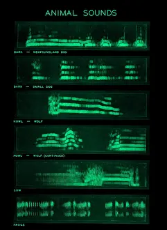 Cattle Prints: Spectrogram of Animal Sounds