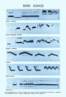 Visual Prints: Spectrogram of Bird Songs