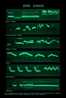 Visual Prints: Spectrogram of Bird Songs