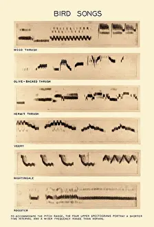 Trending: Spectrogram of Bird Songs