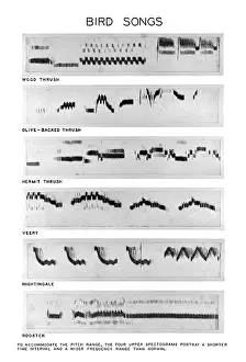 Visual Prints: Spectrograms