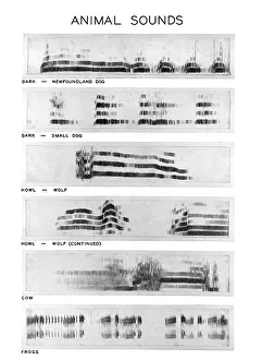 Cattle Prints: Spectrograms