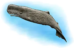 Natural Prints: Sperm Whale
