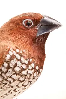 Spotted Prints: Spice Finch (Lonchura punctulata) portrait
