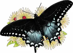 Papilio Prints: Spicebush Swallowtail Butterfly