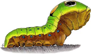 Spicebush Swallowtail Caterpillar