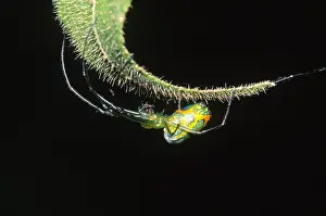 Horizontal Prints: Spider