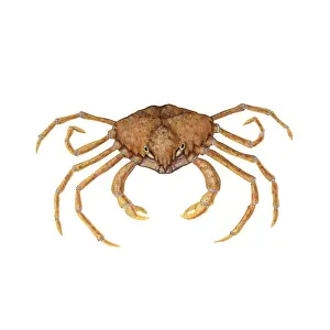 Spider Prints: Spider Crab