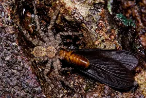 Foods Prints: Spider eats termite