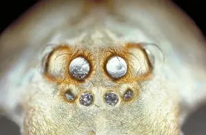 Arachnid Prints: Spider Eyes
